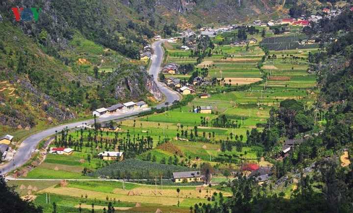 Tới Hà Giang ngắm hoa tam giác mạch đẹp ngất ngây