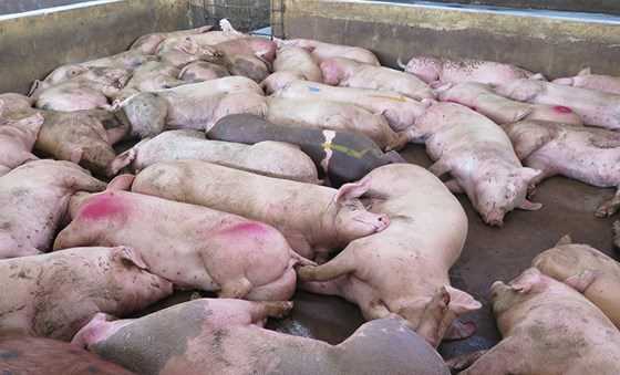 Hàng trăm con heo ở Hà Nội chán ăn rồi lăn ra chết
