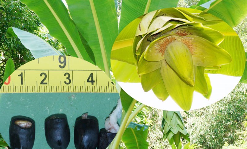 Bảo tồn và phát triển loài chuối Chân Voi ở Bình Phước