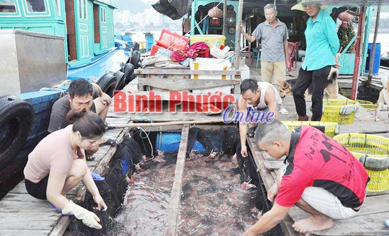 B&igrave;nh minh ở cảng c&aacute; C&aacute;t B&agrave;