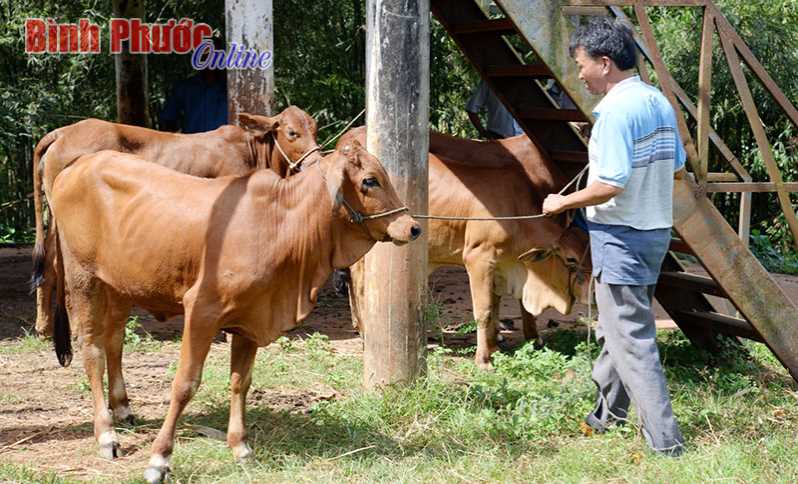 Trao 50 con bò sinh sản cho hộ DTTS nghèo