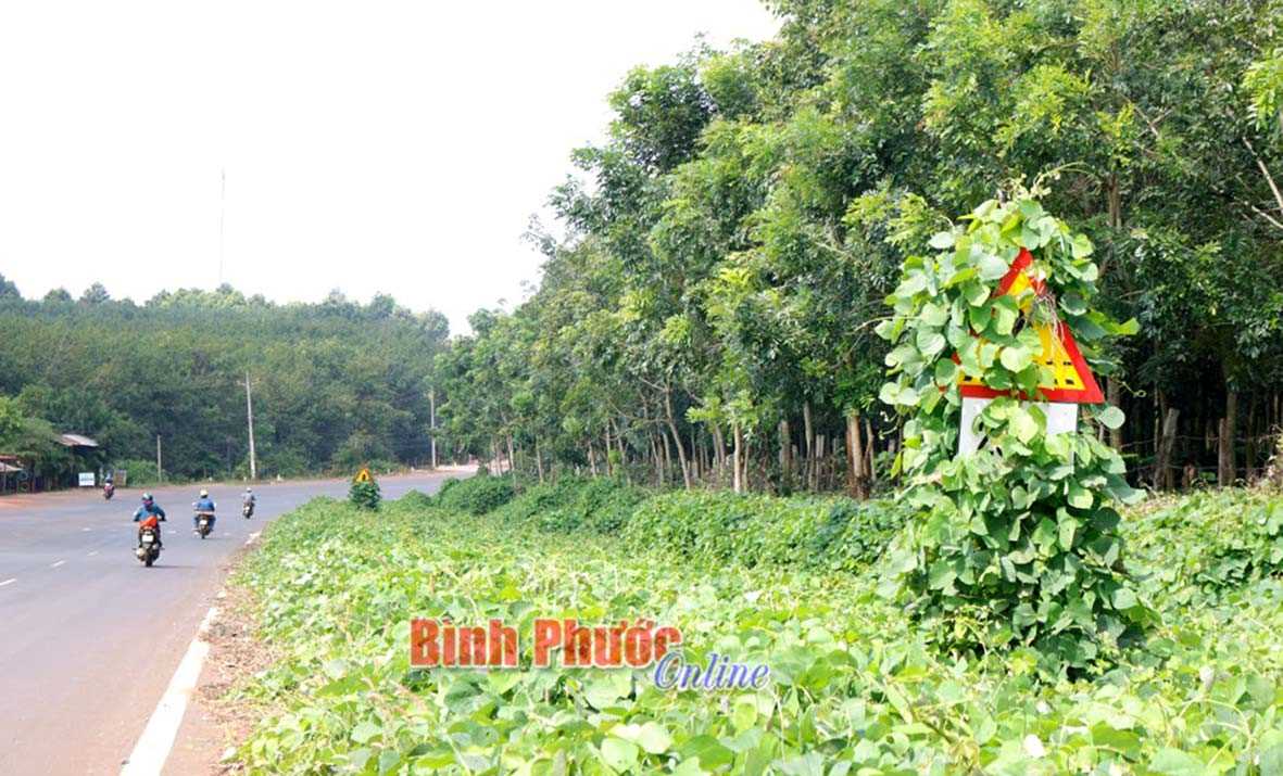 D&acirc;y leo phủ k&iacute;n biển b&aacute;o