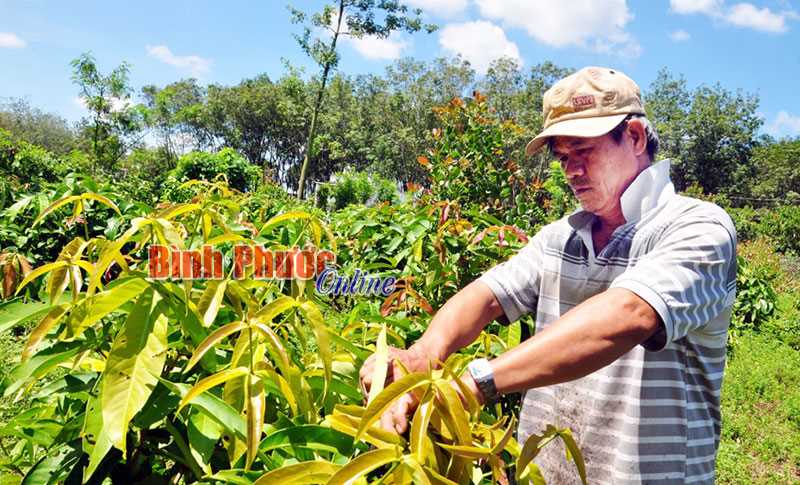 Rau rừng hiếm, chất nhưng chưa có “đầu ra”