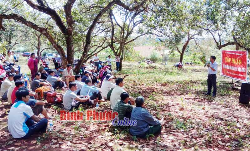 B&ugrave; Đăng: Tập huấn chăm s&oacute;c vườn điều