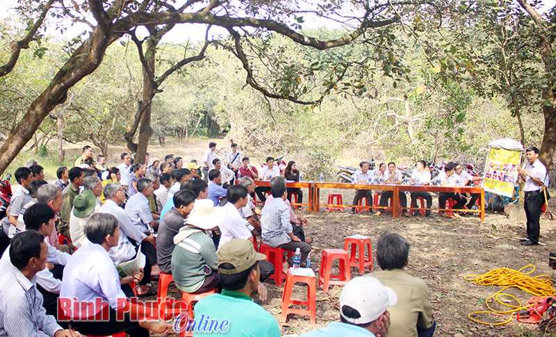 Phú Riềng ra quân tập huấn chăm sóc vườn điều