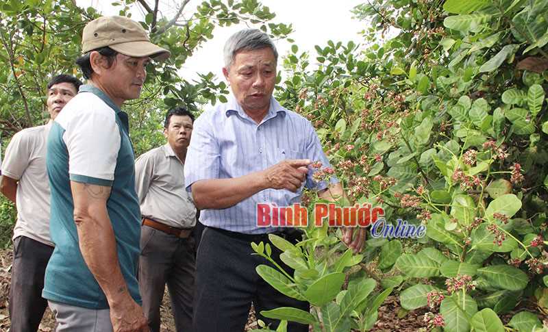 Động lực mới cho nông dân trồng điều