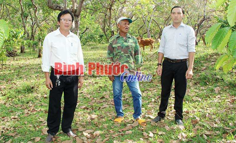 Tín hiệu vui từ vựa điều Bù Đăng