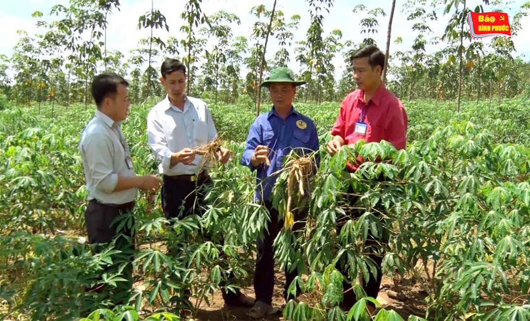 [Video] Bệnh khảm lá mì hoành hành 