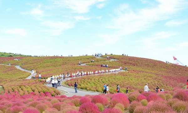 Đến Nhật nhớ khám phá ngọn đồi đẹp như cổ tích này