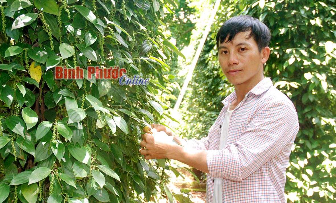 Tuổi trẻ xung kích đổi mới nông thôn
