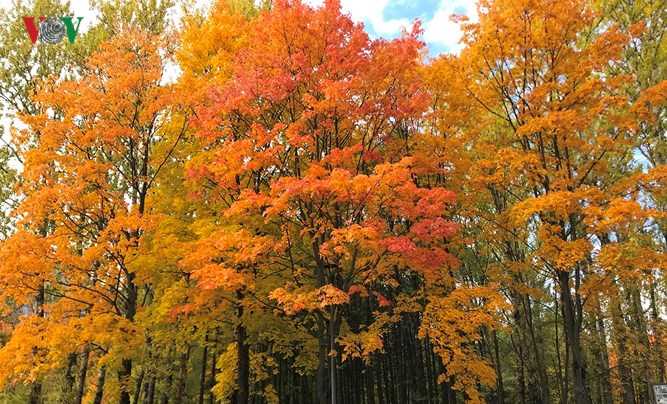 Cảnh sắc Moscow vào thu chuyển vàng như được 'rót mật'
