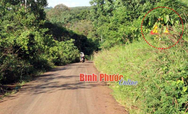 Biển báo trong bụi rậm