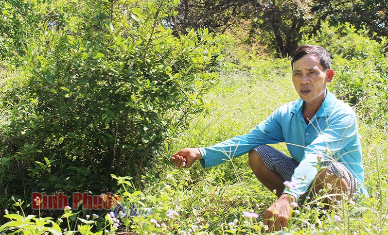 Quýt đường lại mất mùa, rớt giá