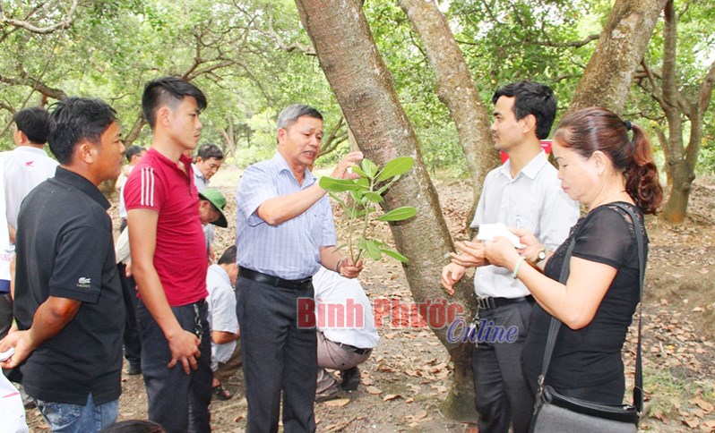 Tập huấn chăm sóc cây điều cho nông dân xã Long Hà