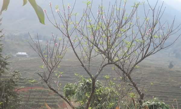 Các tỉnh Bắc Bộ đêm rét, ngày nắng và có sương mù vào sáng sớm