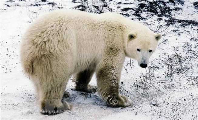 Người Eskimo lạc quan về khả năng thích nghi của gấu Bắc Cực