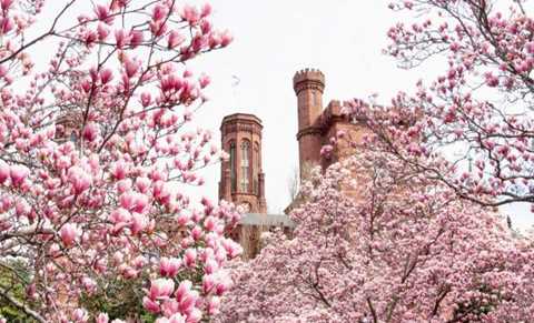 Hoa anh đào đua nhau khoe sắc tại thủ đô Washington