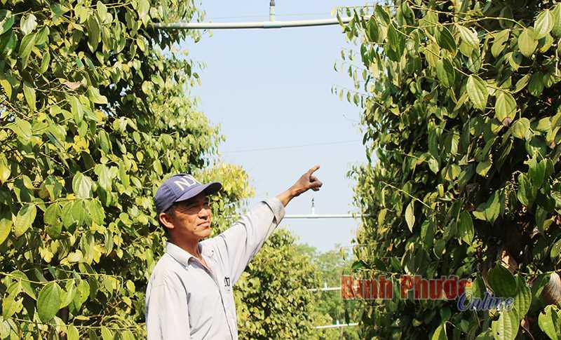 Nông dân Bù Đốp sáng tạo trong thu hoạch tiêu