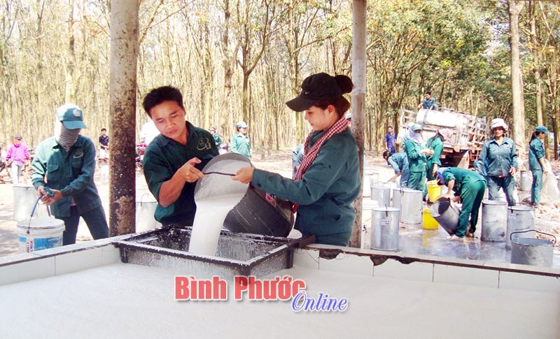 Sôi nổi ra quân khai thác mủ cao su
