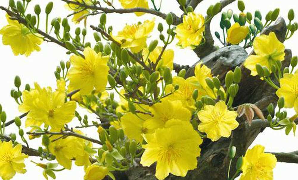 Cội mai gi&agrave;