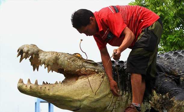 Cá sấu xổng chuồng dài 5m nặng 590kg ăn thịt người huấn luyện