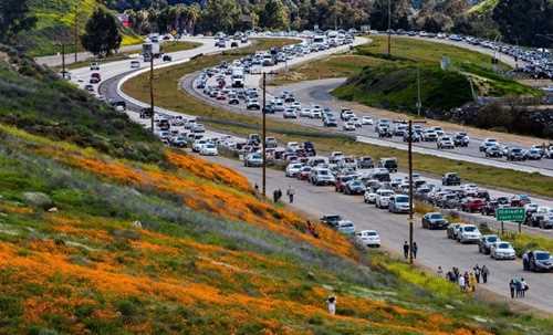 Mỹ đóng cửa cánh đồng hoa vì quá đông du khách