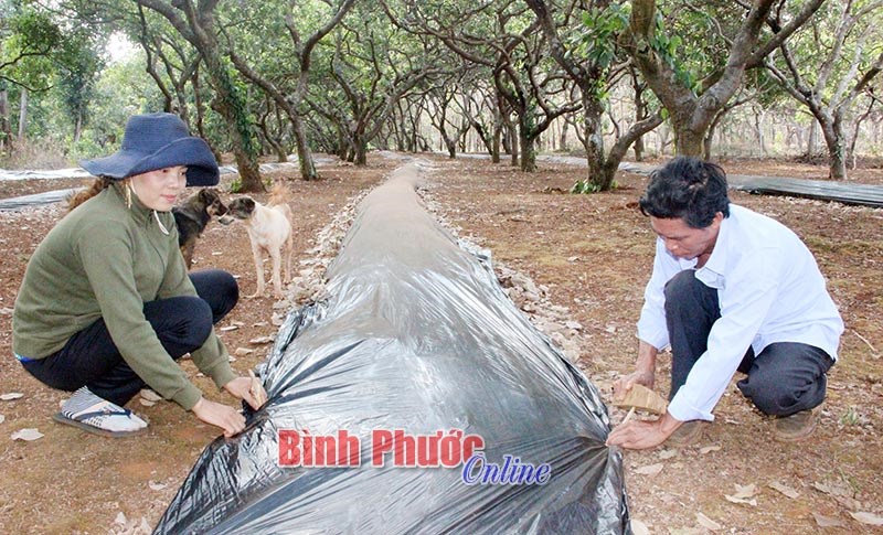 Lợi ích kép từ màng phủ nông nghiệp