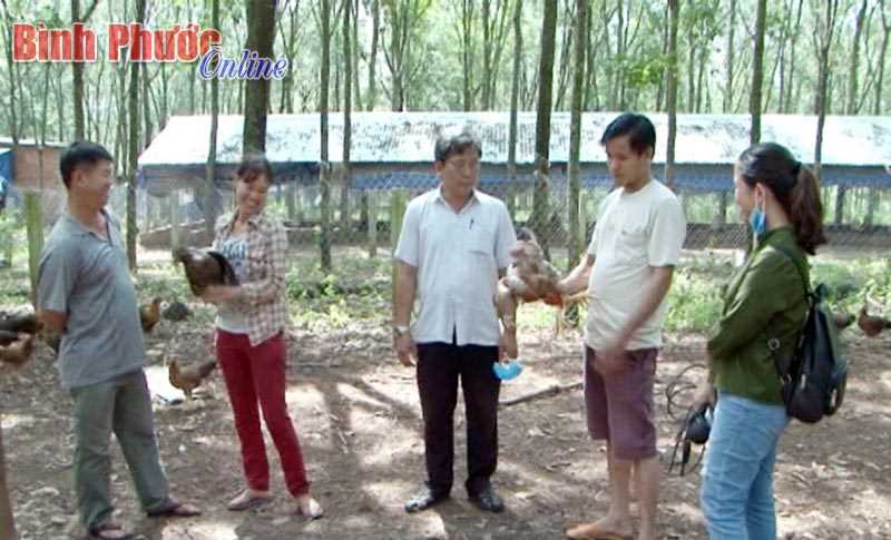 Thanh An phát triển nuôi gà hướng an toàn sinh học