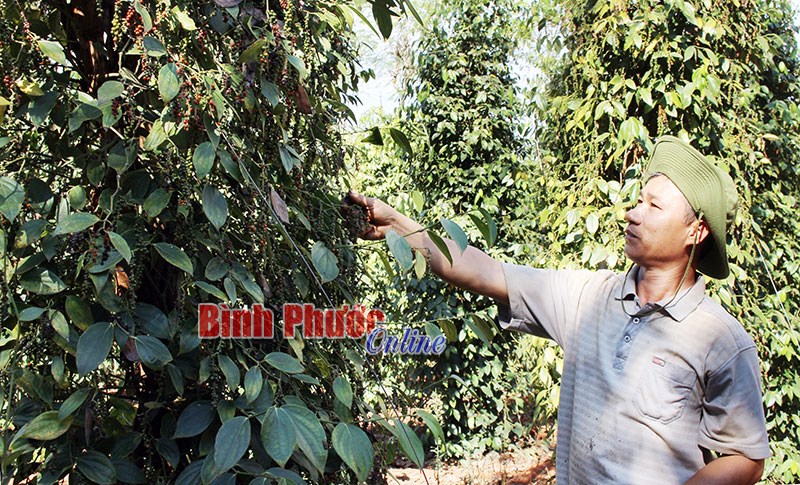 Bù Đốp khan hiếm công hái tiêu