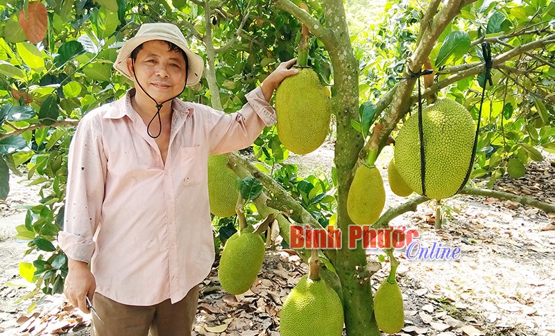 Nhà nông thị trấn Chơn Thành mở rộng trồng mít