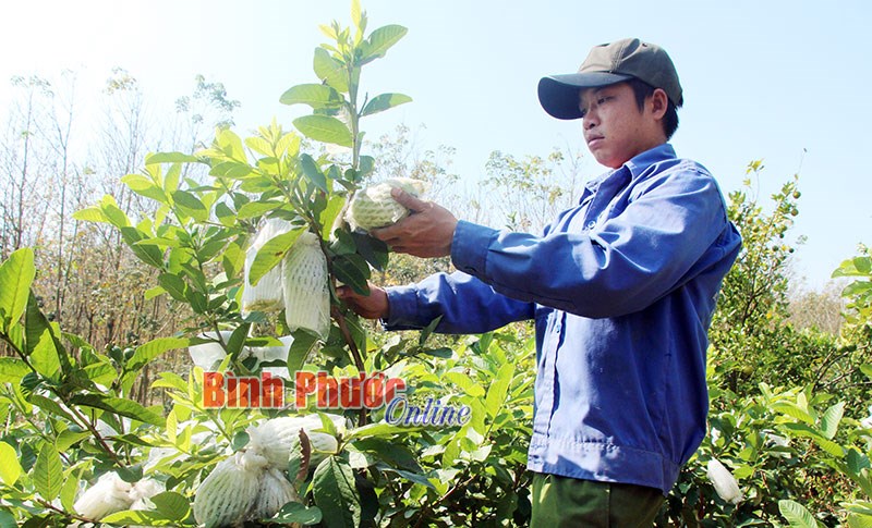 Tỷ phú 9x từ vườn cây ăn trái