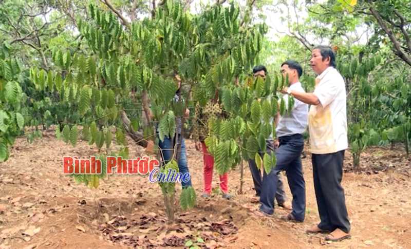 Người trồng cà phê ở Thọ Sơn khó khăn chồng chất vì khô hạn