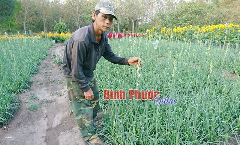 Góp sắc xuân cho mọi nhà