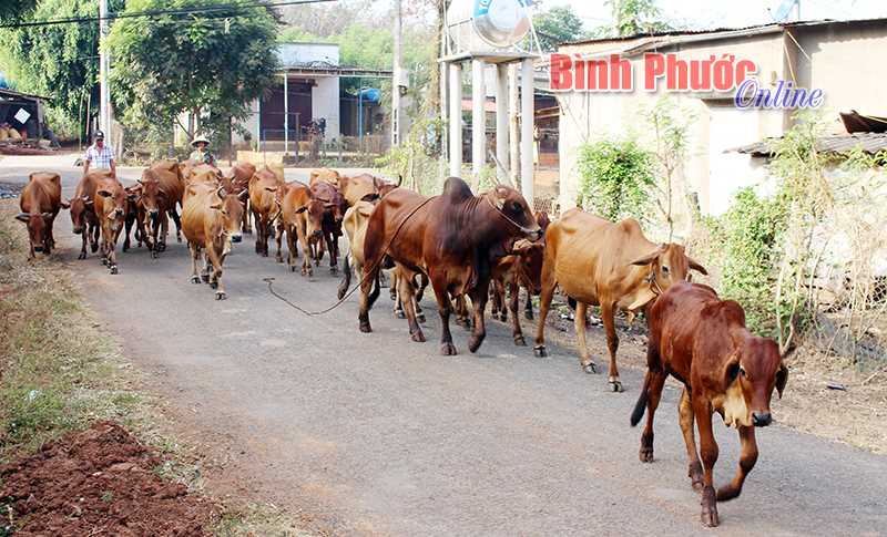 Bù Đốp khan hiếm thức ăn gia súc trong mùa khô