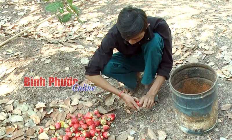 Nông dân Lộc Ninh lo điều mất mùa, rớt giá