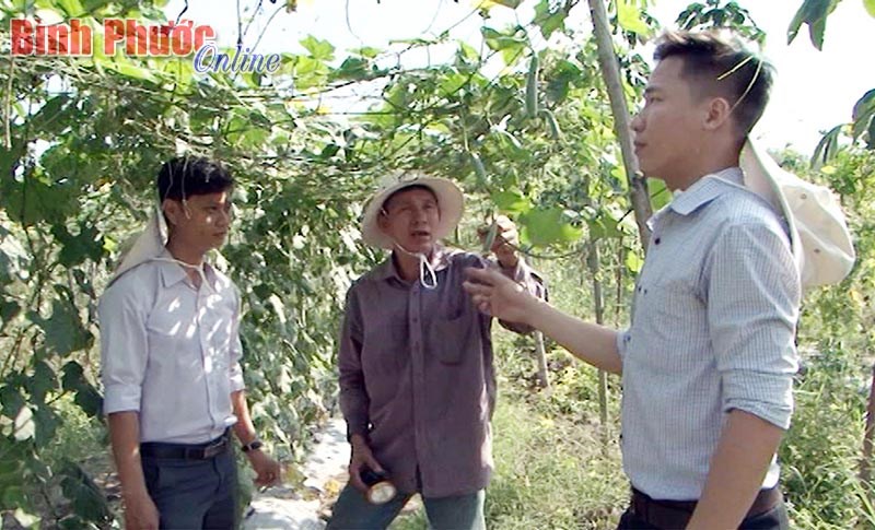 Loay hoay chuyển đổi trồng rau truyền thống sang công nghệ cao