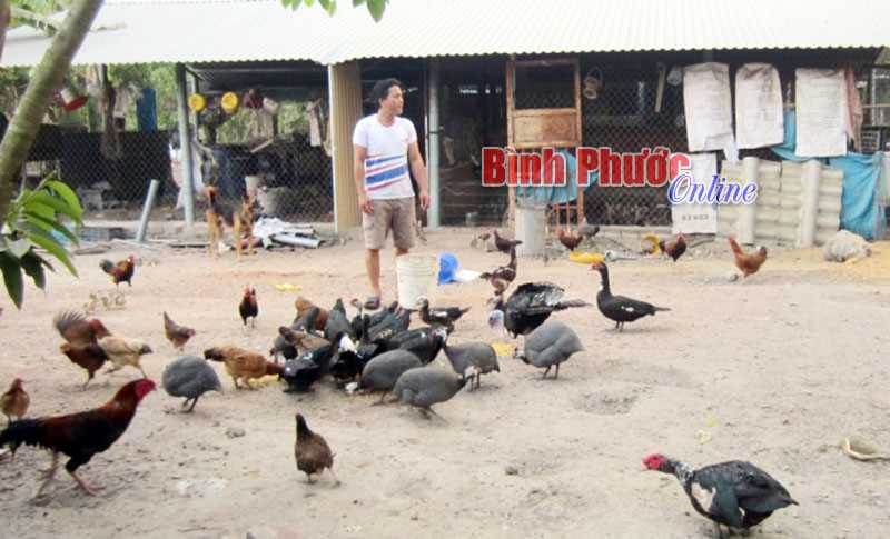 Nuôi gà, vịt bằng trùn quế