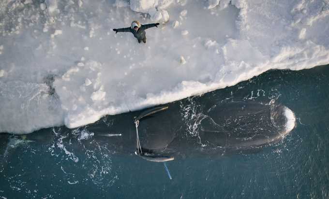 Cuộc đi săn cá voi 70 tấn của người Eskimo ở cực Bắc