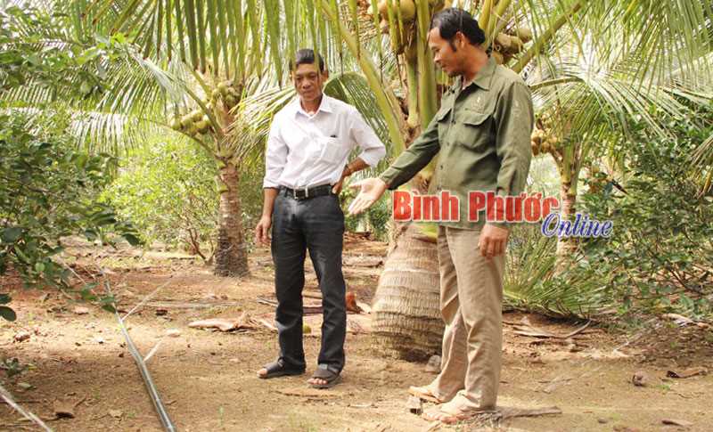 Trồng dừa đầu tư thấp, thu nhập cao