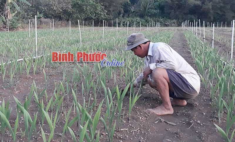 N&ocirc;ng d&acirc;n Đồng Xo&agrave;i trồng lay ơn m&ugrave;a tết