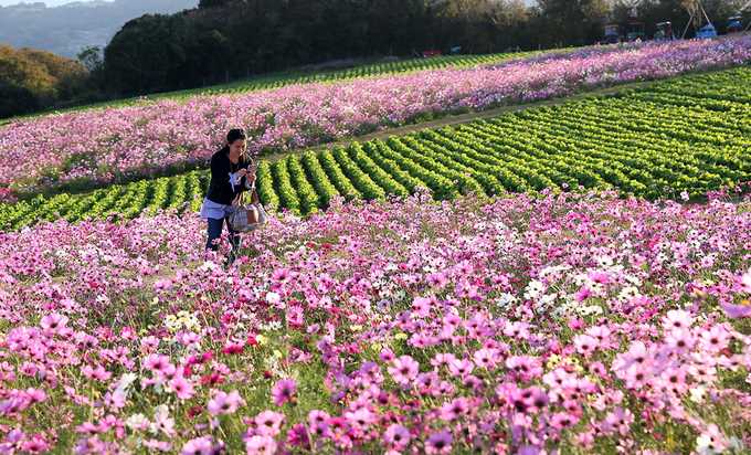 Công viên hoa rực rỡ quanh năm trên đảo nhỏ Nhật Bản