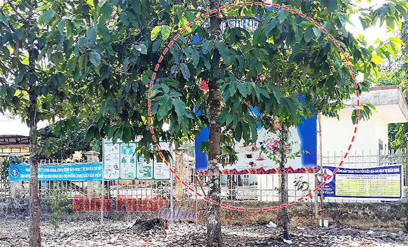 Ảnh phê bình: Pa-nô có cũng như không