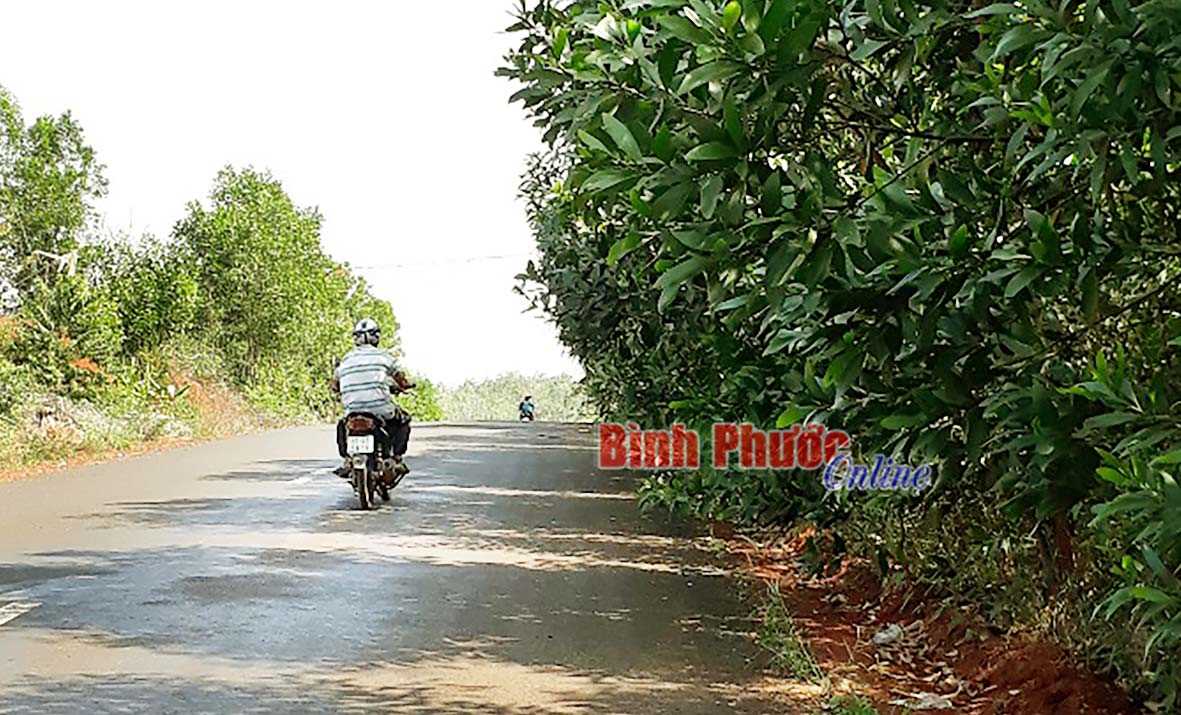 C&acirc;y dại tấn c&ocirc;ng tỉnh lộ 753