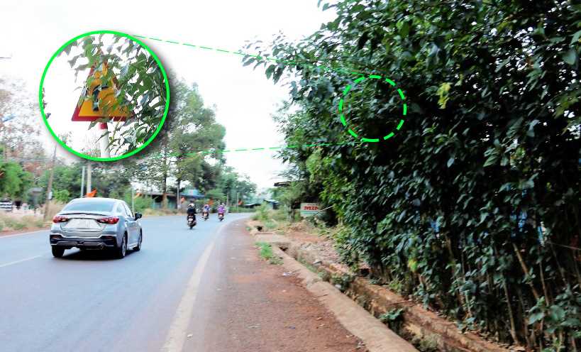 Biển báo giao thông “núp” hàng rào