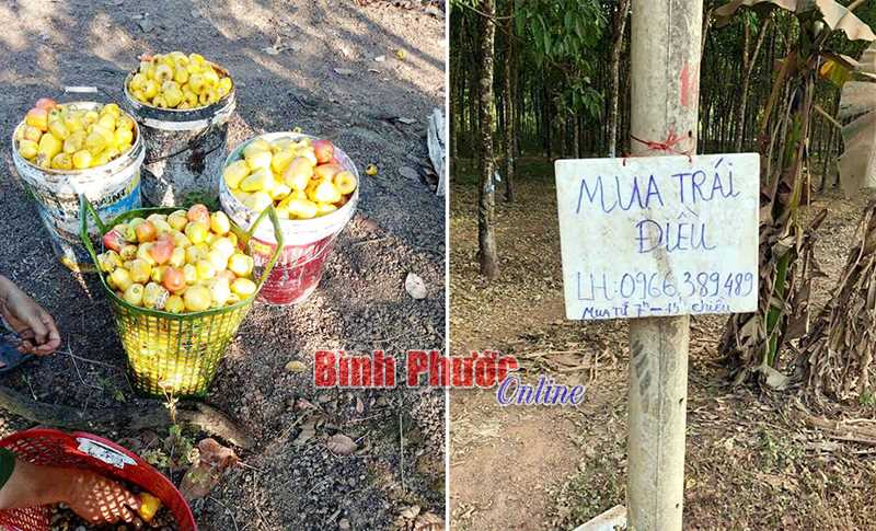 Quả điều tươi được thu mua 2-3 ngàn đồng/kg