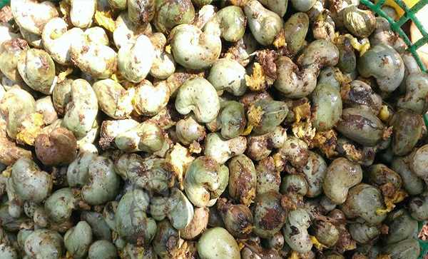 Giá điều thô đầu mùa giảm mạnh