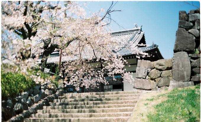 Lịch ngắm hoa anh đào trên khắp Nhật Bản năm 2019