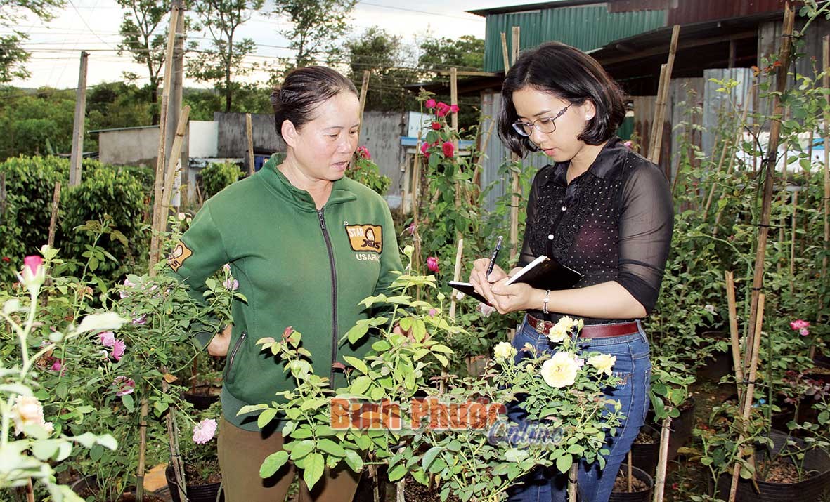 “Nữ hoàng” hoa hồng