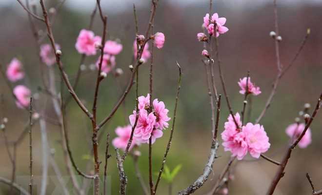 Xu thế thời tiết trên cả nước từ nay đến ngày mùng 7 Tết