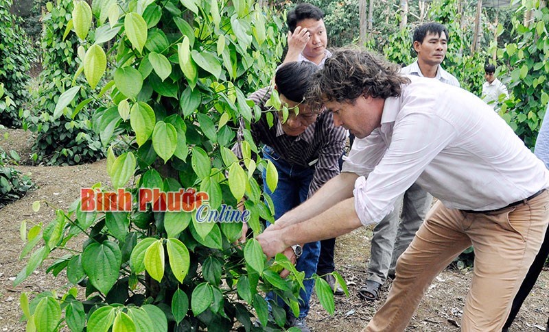 Hồ tiêu và con đường dẫn dắt thị trường thế giới - Bài 1